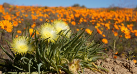 1 Namaqualand