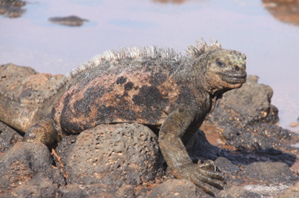 6 Galapagos
